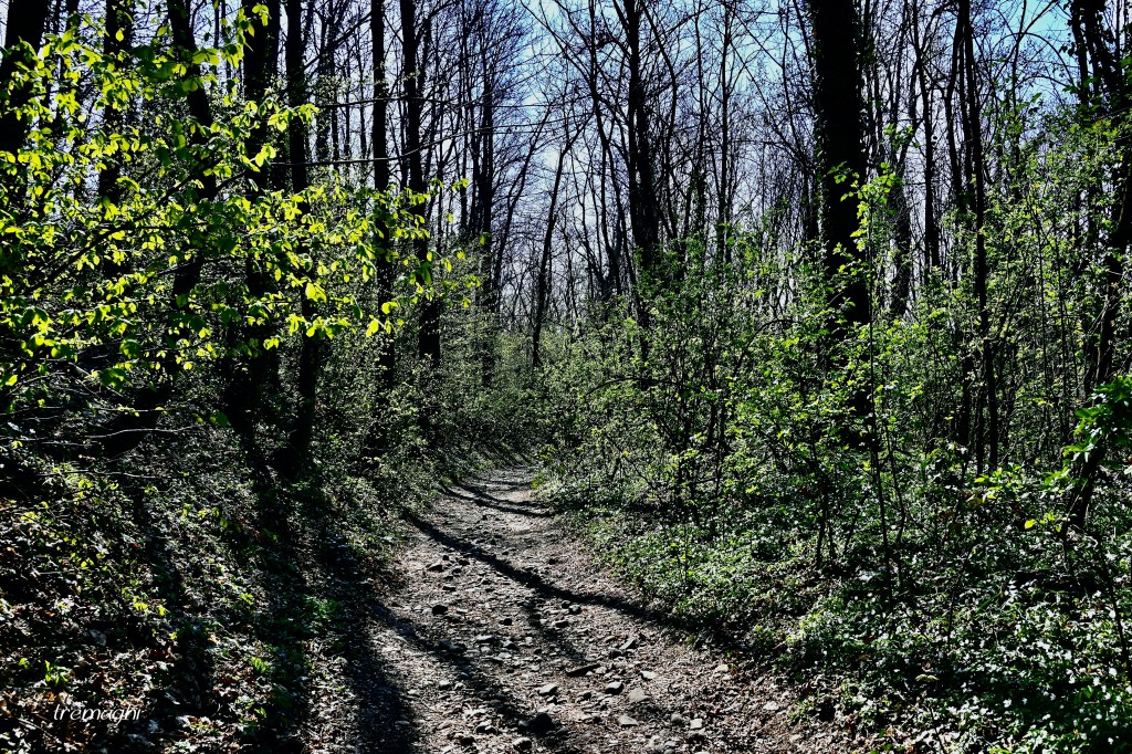 Non c’è un cammino di pace; camminare è la pace; non c’è un cammino di gioia; camminare è la gioia (Thich Nhat&nbsp;Hanh)