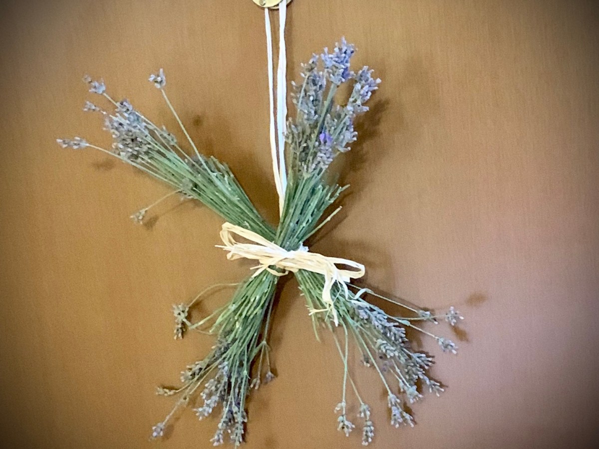 La lavanda della&nbsp;Maddalena