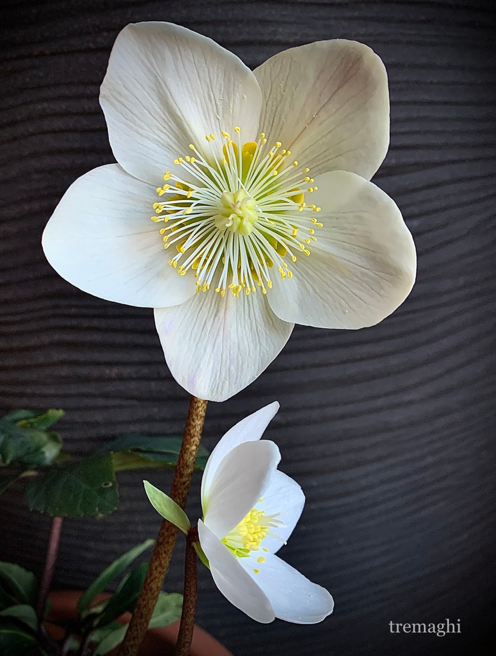 A te, povero Elleboro montano, veder non lice dell’estate il sol (Pietro&nbsp;Gori)