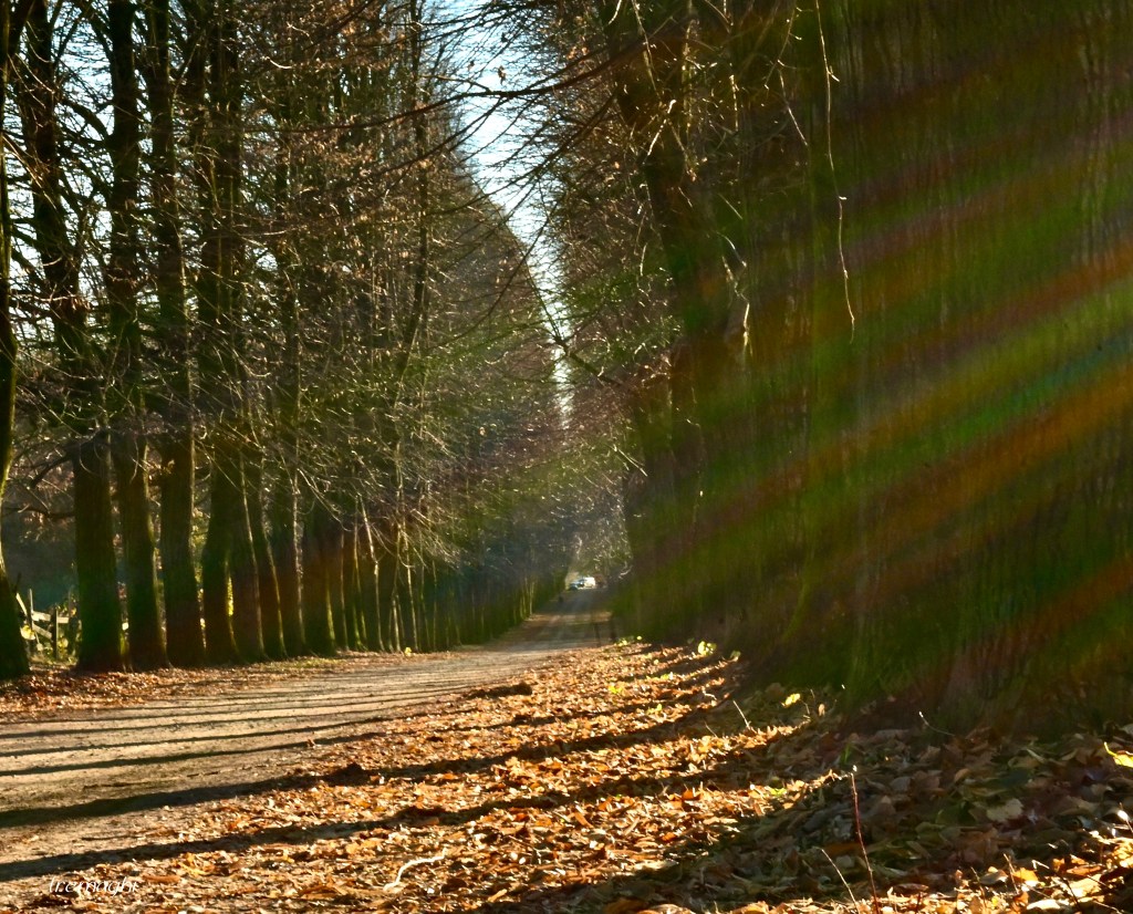 Komorebi, la luce che filtra attraverso gli alberi
