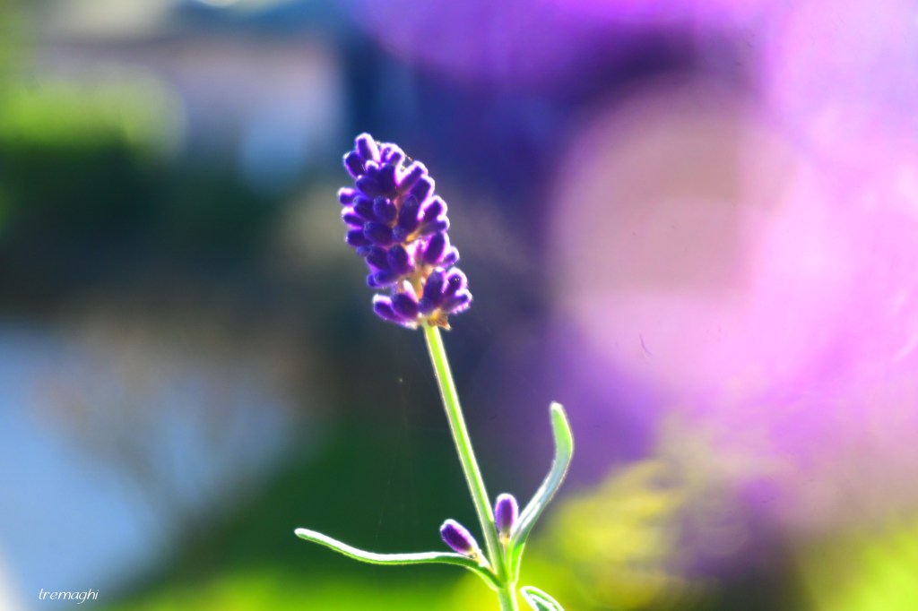 Guarda la natura come cresce in silenzio (Madre Teresa di&nbsp;Calcutta)