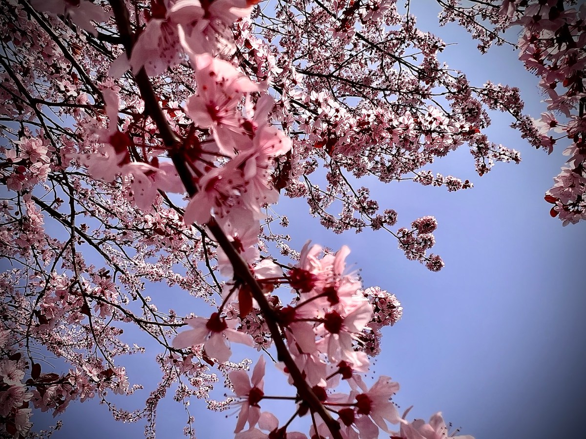 Vieni, primavera, vieni a svelare la bellezza del fiore celata nel bocciolo tenero e delicato (Rabindranath&nbsp;Tagore)