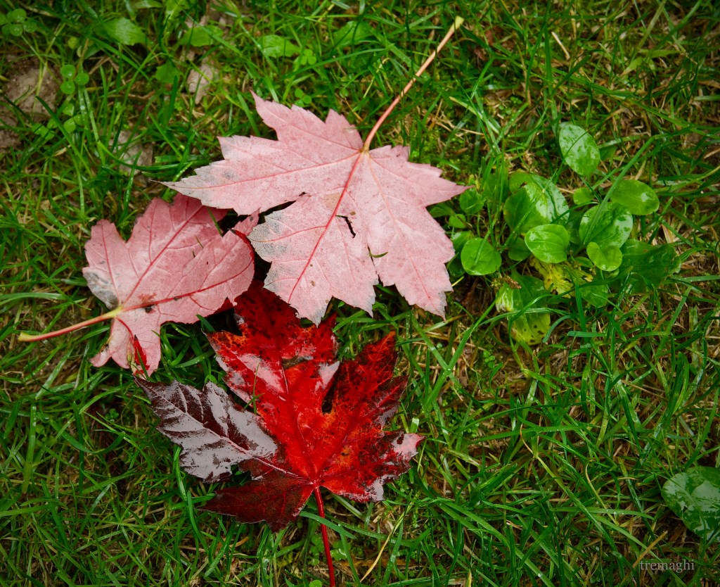 Finché ci sarà l’autunno, non avrò abbastanza mani, tele e colori per dipingere la bellezza che vedo (Vincent Van&nbsp;Gogh)