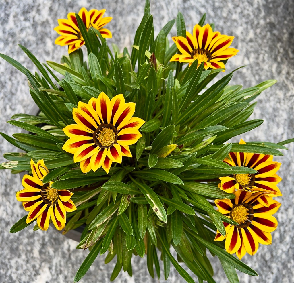 Se potessimo vedere chiaramente il miracolo di un singolo fiore, l’intera nostra vita cambierebbe&nbsp;(Buddha)