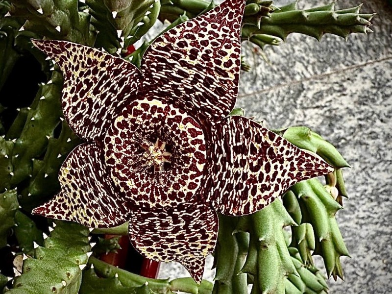 Il mistero dell’Orbea variegata: bellezza e&nbsp;dualità