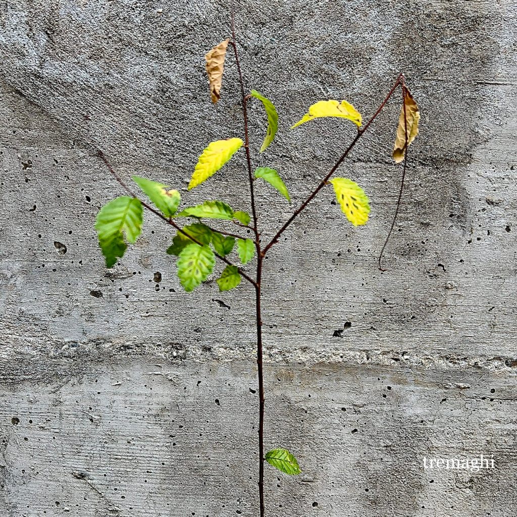 Mono no aware, la bellezza dell’impermanenza