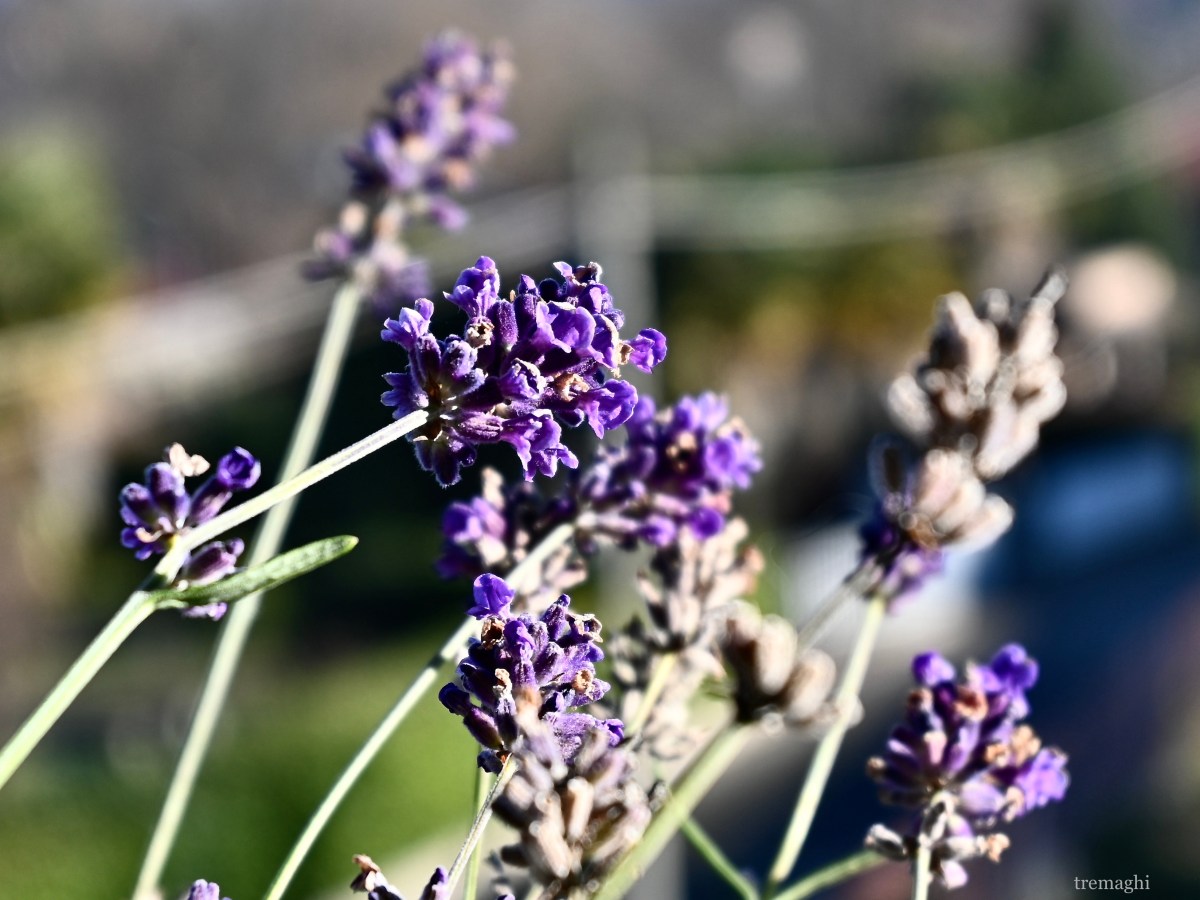 Tornare alla propria radice si chiama «quiete» (Lao&nbsp;Tzu)