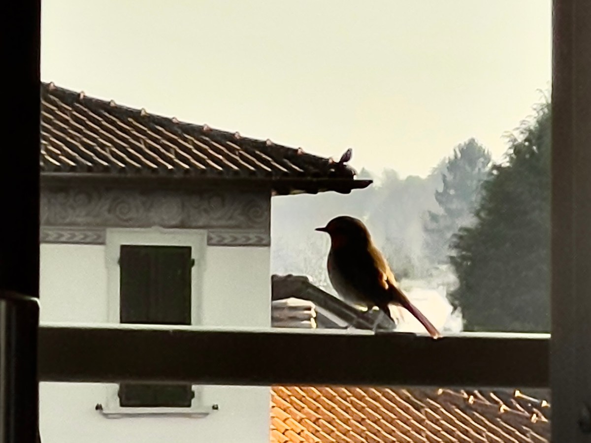 La gratitudine è la memoria del cuore (Lao&nbsp;Tzu)