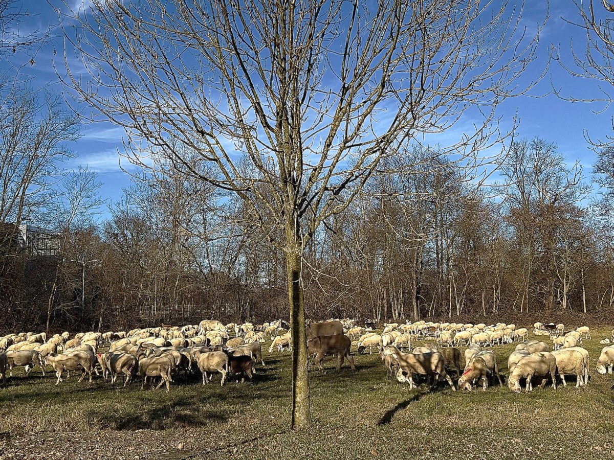 Mi viene da pensare che non sono tanto gli uomini i guardiani delle greggi, ma le greggi guardiani degli uomini, perché quelle sono molto più libere di questi (Henry David&nbsp;Thoreau)
