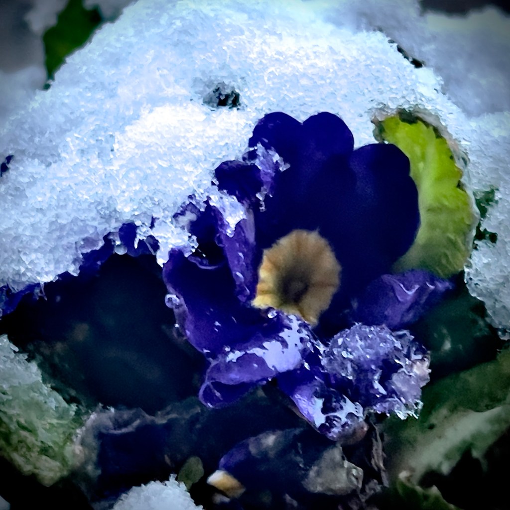 Spruzzata di neve